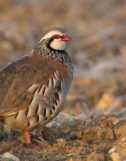 红腿石鸡 / Red-legged Partridge / Alectoris rufa