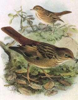 启利氏地鸫 / Bonin Thrush / Zoothera terrestris