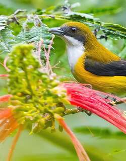 黄胁啄花鸟 / Yellow-sided Flowerpecker / Dicaeum aureolimbatum