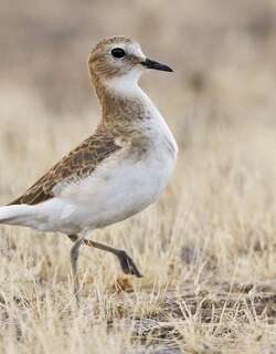 岩鸻 / Mountain Plover / Charadrius montanus