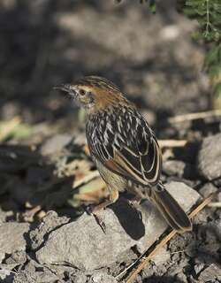 强健扇尾莺 / Stout Cisticola / Cisticola robustus