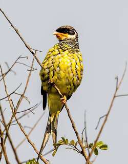 燕尾伞鸟 / Swallow-tailed Cotinga / Phibalura flavirostris