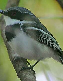 短尾蓬背鹟 / Forest Batis / Batis mixta