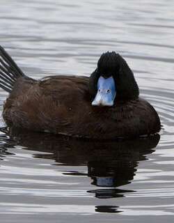 澳洲硬尾鸭 / Blue-billed Duck / Oxyura australis