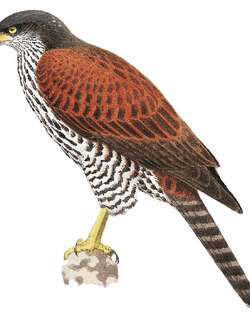 栗肩鹰 / Chestnut-shouldered Goshawk / Erythrotriorchis buergersi