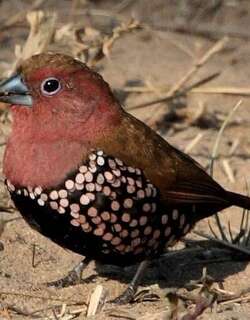 玫胸斑雀 / Pink-throated Twinspot / Hypargos margaritatus
