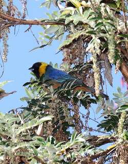 金领彩裸鼻雀 / Golden-collared Tanager / Iridosornis jelskii