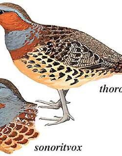 灰胸竹鸡 / Chinese Bamboo Partridge / Bambusicola thoracicus