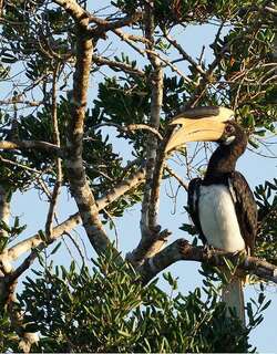 印度冠斑犀鸟 / Malabar Pied Hornbill / Anthracoceros coronatus