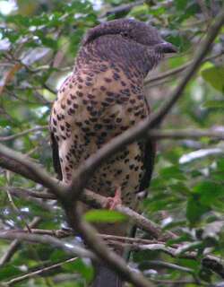 鹃三宝鸟 / Cuckoo Roller / Leptosomus discolor