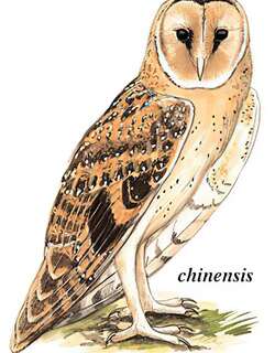 草鸮 / Eastern Grass Owl / Tyto longimembris