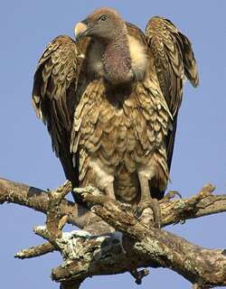 黑白兀鹫 / Rüppell’s Vulture / Gyps rueppelli