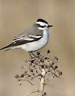 黑顶蒙霸鹟 / Black-crowned Monjita / Xolmis coronatus
