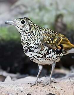 虎斑地鸫 / Scaly Thrush / Zoothera dauma