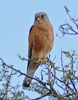 岩隼 / Rock Kestrel / Falco rupicolus