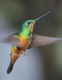 金腹星额蜂鸟 / Golden-bellied Starfrontlet / Coeligena bonapartei