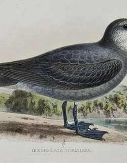 领圆尾鹱 / Collared Petrel / Pterodroma brevipes
