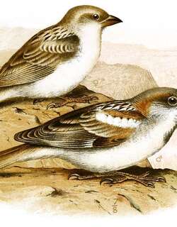 阿布德库里麻雀 / Abd al-Kuri Sparrow / Passer hemileucus