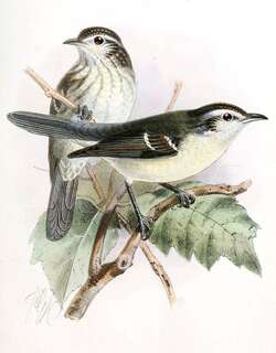 双斑灰尾雀 / Double-banded Greytail / Xenerpestes minlosi