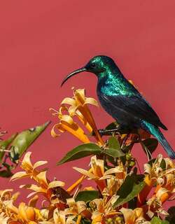 迷人花蜜鸟 / Malagasy Green Sunbird / Cinnyris notatus