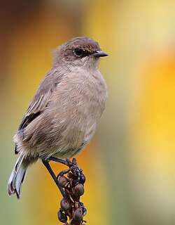 山岩䳭 / Moorland Chat / Pinarochroa sordida