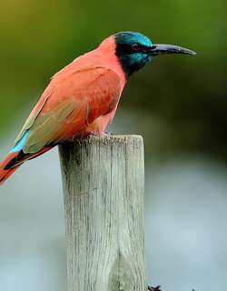 红蜂虎 / Northern Carmine Bee-eater / Merops nubicus