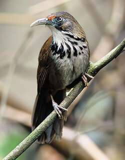 台湾斑胸钩嘴鹛 / Black-necklaced Scimitar Babbler / Erythrogenys erythrocnemis