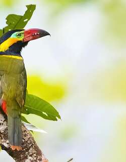 金领小巨嘴鸟 / Golden-collared Toucanet / Selenidera reinwardtii