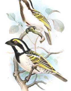 黑喉拟䴕 / Black-throated Barbet / Tricholaema melanocephala