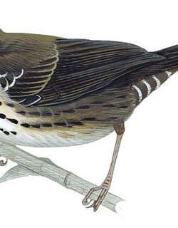 白翅短翅莺 / White-winged Swamp Warbler / Bradypterus carpalis