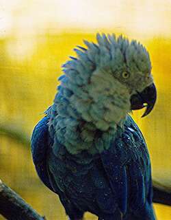 小蓝金刚鹦鹉 / Spix’s Macaw / Cyanopsitta spixii