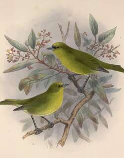 考岛管舌雀 / Akekee / Loxops caeruleirostris