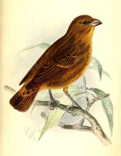普林丝雀 / Principe Seedeater / Crithagra rufobrunnea