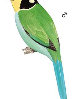 长尾阔嘴鸟 / Long-tailed Broadbill / Psarisomus dalhousiae