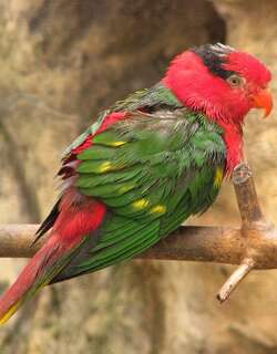 约氏鹦鹉 / Josephine’s Lorikeet / Charmosyna josefinae