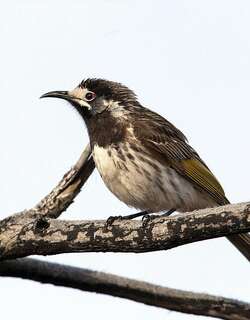 白额澳蜜鸟 / White-fronted Honeyeater / Purnella albifrons