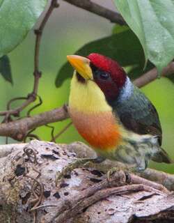 黄喉拟䴕 / Lemon-throated Barbet / Eubucco richardsoni