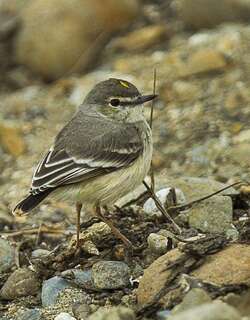 短尾田霸鹟 / Short-tailed Field Tyrant / Muscigralla brevicauda
