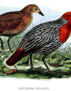 马岛侏秧鸡 / Madagascan Flufftail / Sarothrura insularis