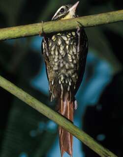 鳞斑爬树雀 / Pearled Treerunner / Margarornis squamiger