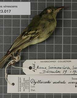 橄榄绿姬霸鹟 / Olive-green Tyrannulet / Phylloscartes virescens