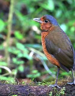 巨蚁鸫 / Giant Antpitta / Grallaria gigantea