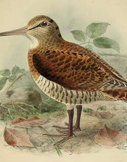 新几内亚丘鹬 / New Guinea Woodcock / Scolopax rosenbergii