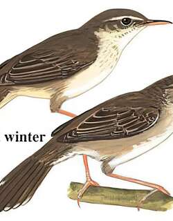 东亚蝗莺 / Styan’s Grasshopper Warbler / Helopsaltes pleskei
