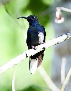 紫刀翅蜂鸟 / Violet Sabrewing / Campylopterus hemileucurus