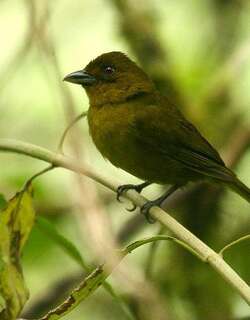 绿唐纳雀 / Olive Tanager / Chlorothraupis frenata