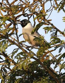 黑头树鹊 / Hooded Treepie / Crypsirina cucullata