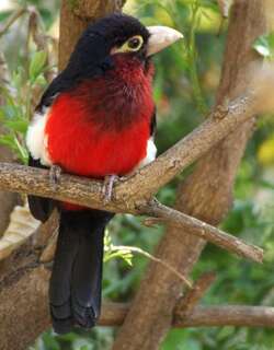双齿拟䴕 / Double-toothed Barbet / Lybius bidentatus