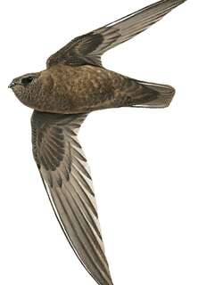 罗氏黑雨燕 / Rothschild’s Swift / Cypseloides rothschildi