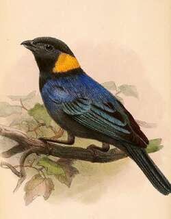 黄领彩裸鼻雀 / Yellow-scarfed Tanager / Iridosornis reinhardti